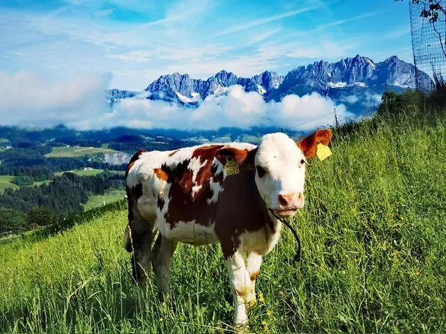 Bauernhof Sinnersberg * Kitzbühel